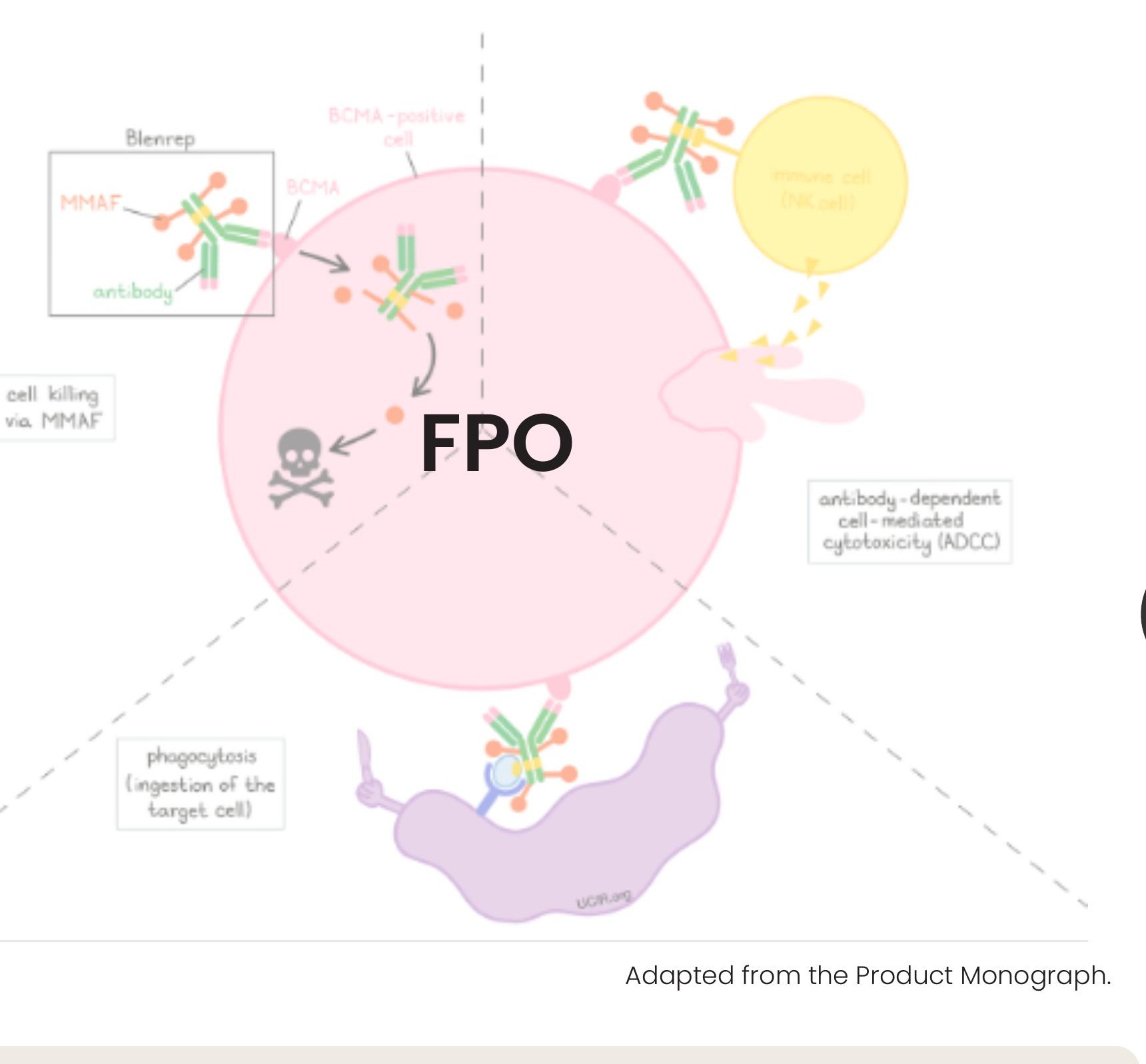 Diagram showing BLENREP binding BCMA on a myeloma cell, internalization and delivery of mcMMAF leading to cell death, plus immune-effector recruitment via ADCC and phagocytosis.